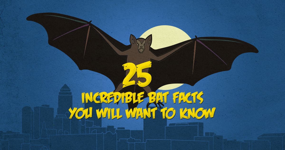 Incredible Facts All About Bats